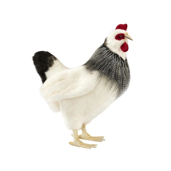 Poule Noire et Blanche - Nourevia